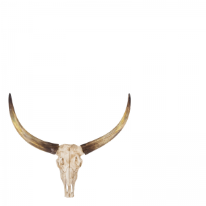 BULL SKULL S