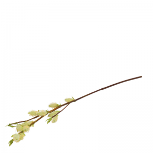 PUSSY WILLOW SPRAY