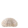 BAZ SHELL