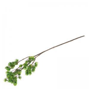 NEEDLE PINE BRANCH